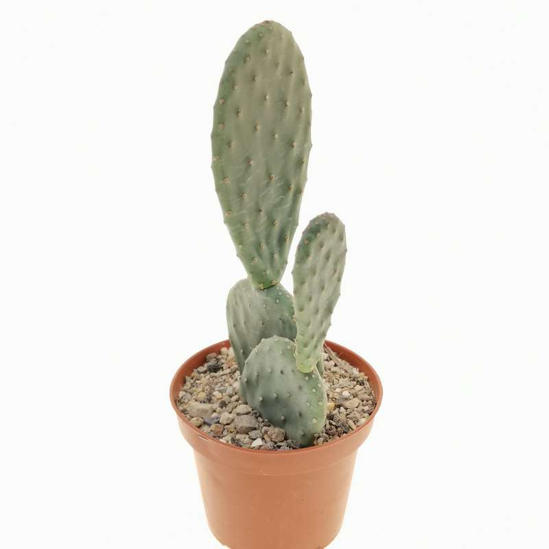 Opuntia Ficus-indica Hybrid 10 Cm. 