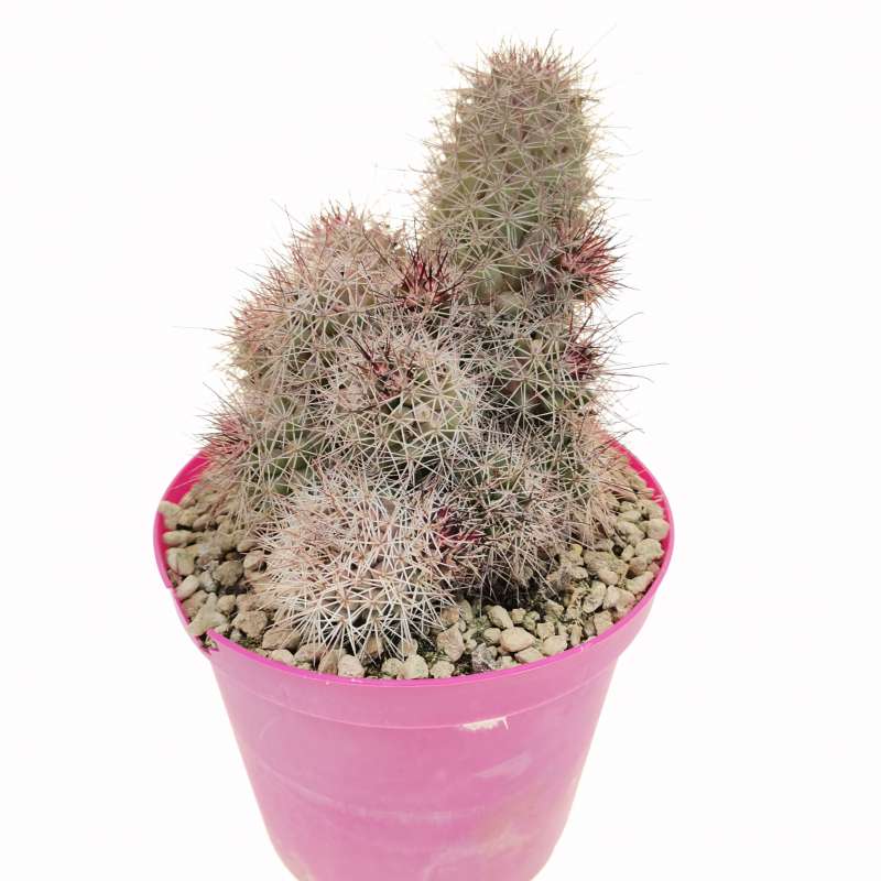 Cochemiea pondii 14 cm. | Cactaceae - Giromagi vendita piante grasse