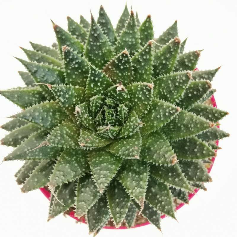 Aloe 'Zambezi' 14 cm. | Aloaceae - Giromagi vendita piante grasse