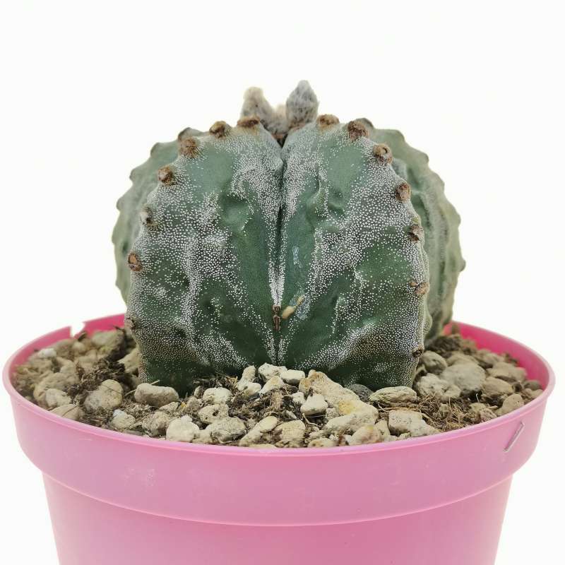 Astrophytum myriostigma cv. Fukuryu (Type B) 14 cm. | Cactaceae ...