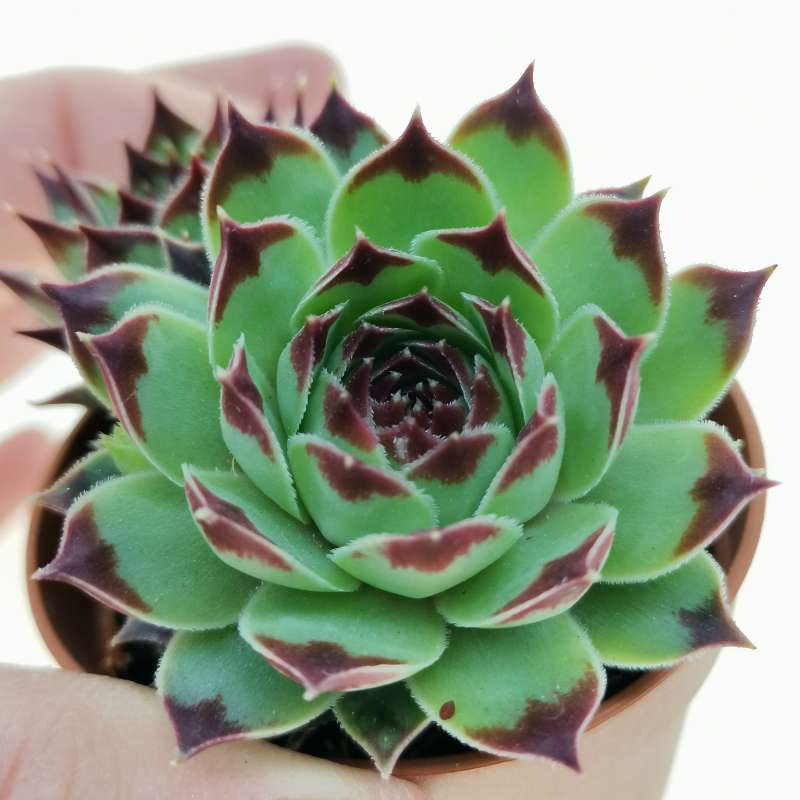 Sempervivum calcareum 'Sir William Lawrence' 5,5 cm. | Crassulaceae -  Giromagi vendita piante grasse