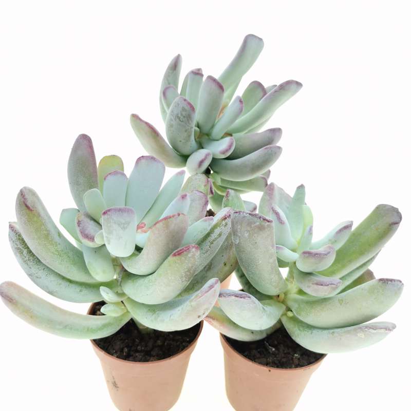 Cotyledon orbiculata 'Silver Peak' 5,5 cm. | Crassulaceae - Giromagi ...