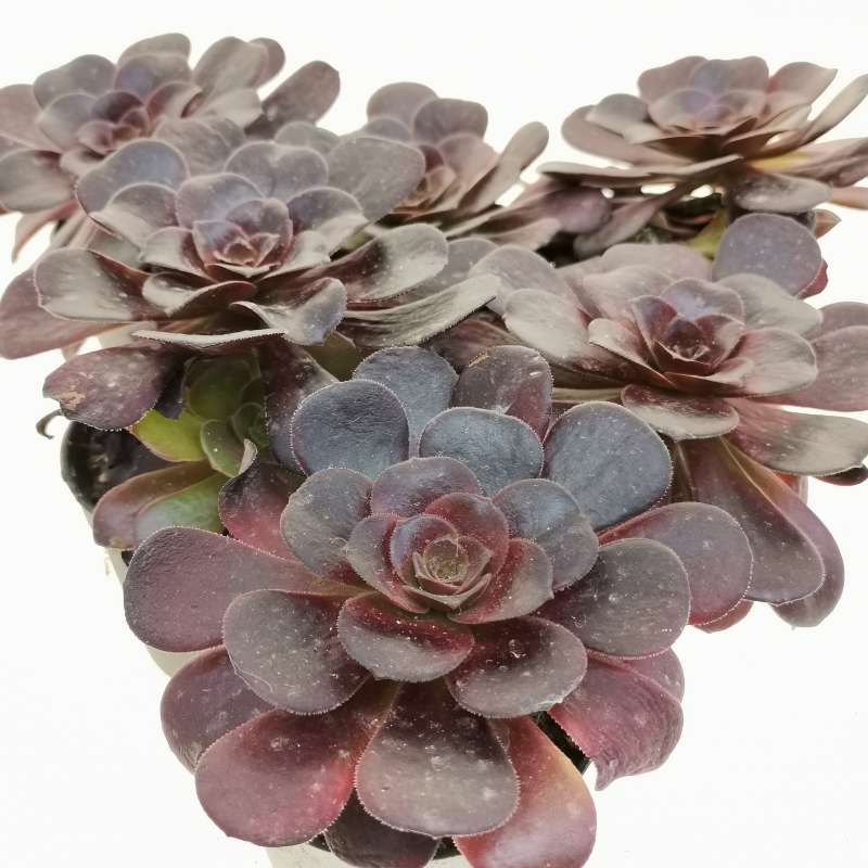 Aeonium 'Jack Catlin' 6,5 cm. | Crassulaceae - Giromagi vendita piante ...