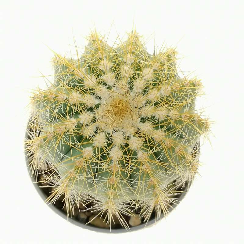 Notocactus magnificus - Giromagi