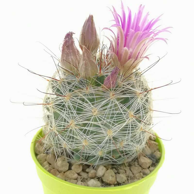 Mammillaria wrightii 6,5 cm. | Cactaceae - Giromagi vendita piante grasse