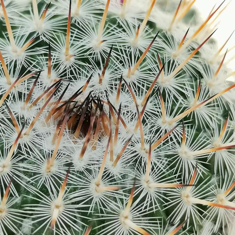 Mammillaria woodsii 8,5 cm. | Cactaceae - Giromagi vendita piante grasse