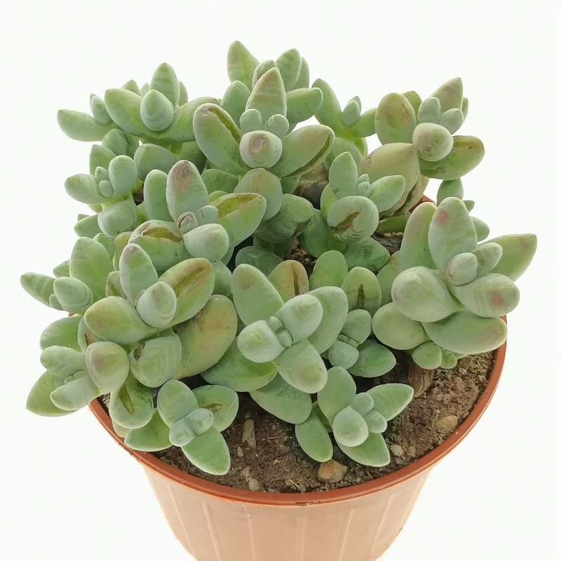 Crassula grisea 10 cm. | Crassulaceae - Giromagi vendita piante grasse