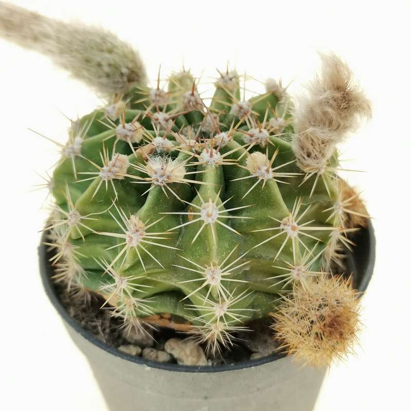 Echinopsis Hybrid (violet Flower) 6,5 Cm. 