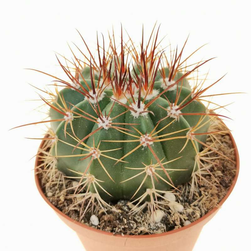 Melocactus Multiceps 10 Cm. 