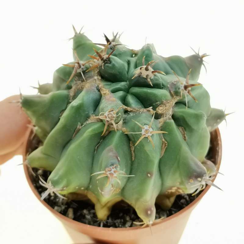 Ferocactus horridus f. brevispinus mostruosa 8,5 cm. | Cactaceae ...