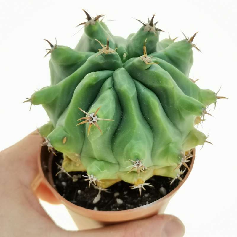 Ferocactus horridus f. brevispinus mostruosa 8,5 cm. | Cactaceae ...