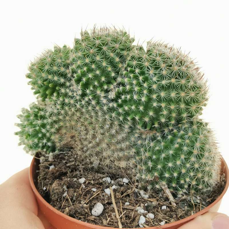 Mammillaria spinosissima f. Politomica 10 cm. | Cactaceae - Giromagi ...