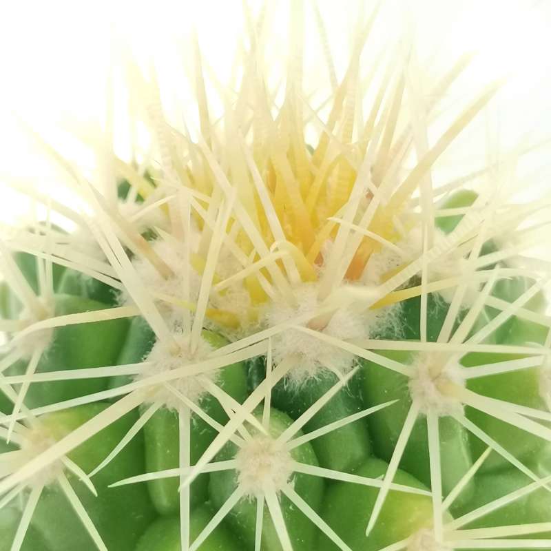 Echinocactus grusonii - Giromagi
