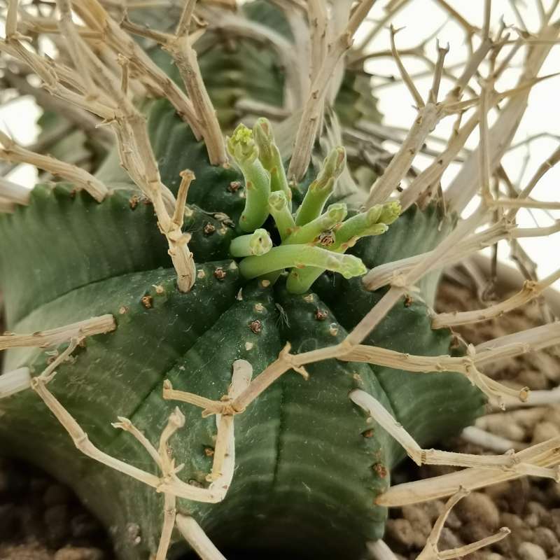 Euphorbia valida 17 cm. | Euphorbiaceae - Giromagi vendita piante grasse