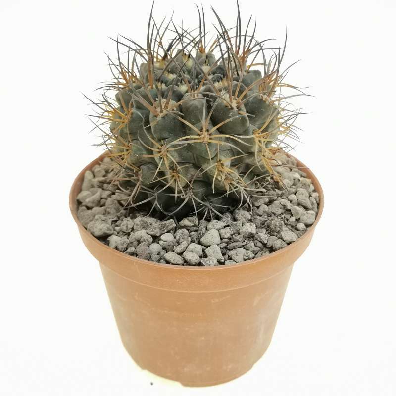 Neoporteria taltalensis (PC131 1504) 10 cm. | Cactaceae - Giromagi ...