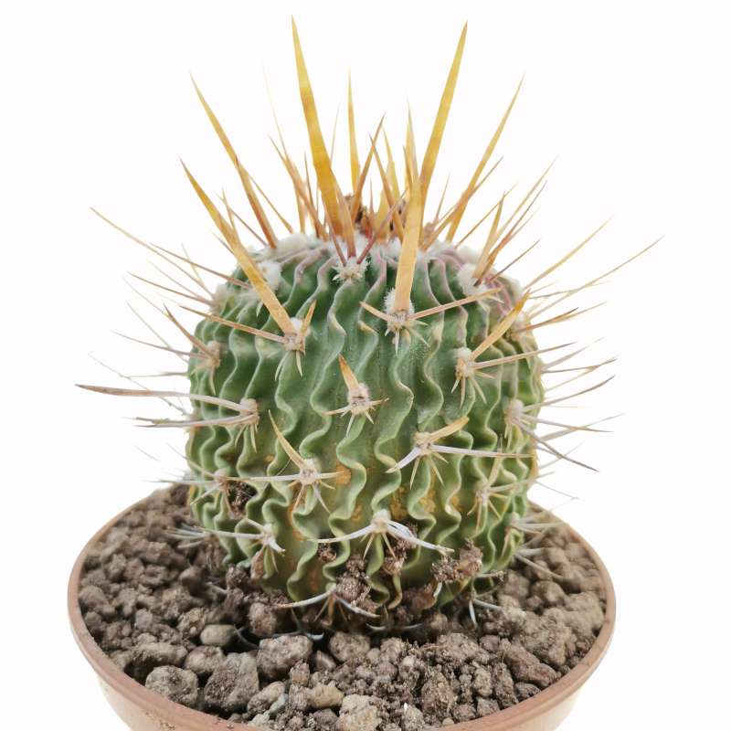 Echinofossulocactus sp. Pentacanthus PP 1174 10 cm. | Cactaceae ...