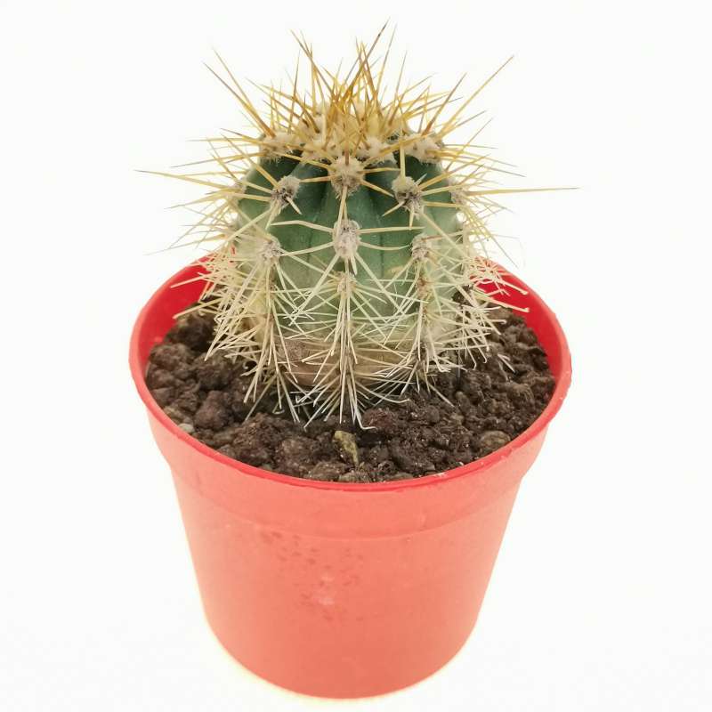 Trichocereus chiloensis var. borealis 6,5 cm. | Cactaceae - Giromagi ...