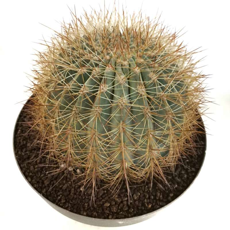 Soehrensia formosa 30 cm. | Cactaceae - Giromagi vendita piante grasse