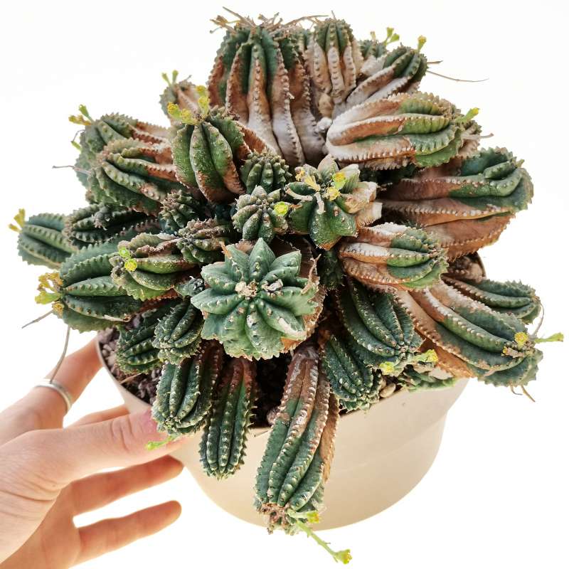 Euphorbia infausta 20 cm. | Euphorbiaceae - Giromagi vendita piante grasse
