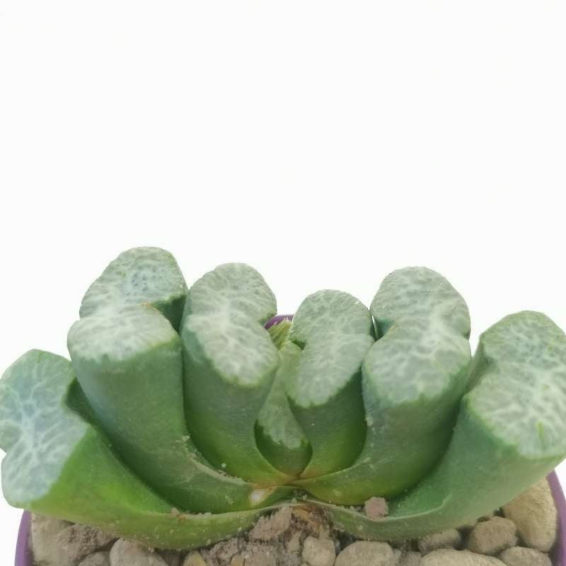 Haworthia truncata cv. sharaku 6,5 cm. | Aloaceae - Giromagi vendita ...