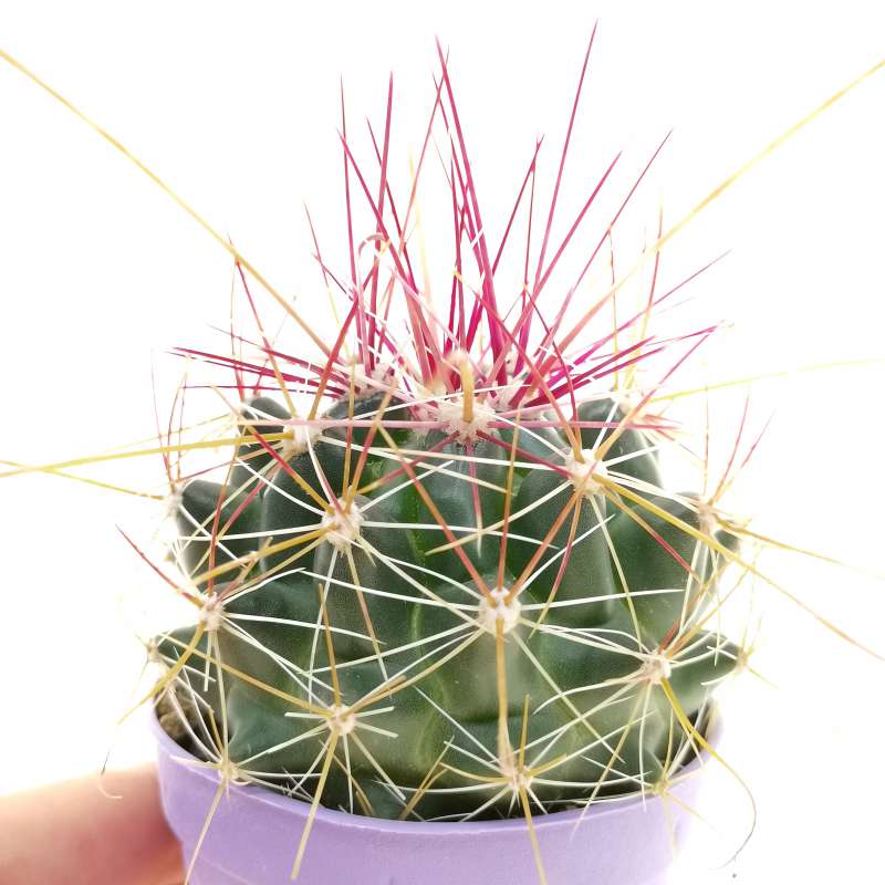 Ferocactus hamatacanthus var. sinuatus 6,5 cm. | Cactaceae - Giromagi ...