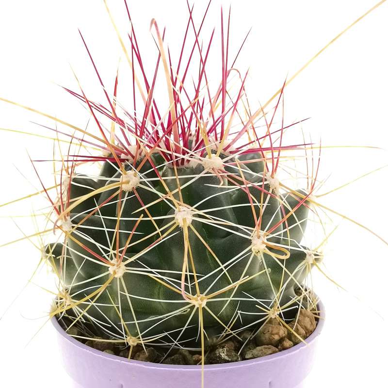 Ferocactus Hamatacanthus Var. Sinuatus 6,5 Cm. 