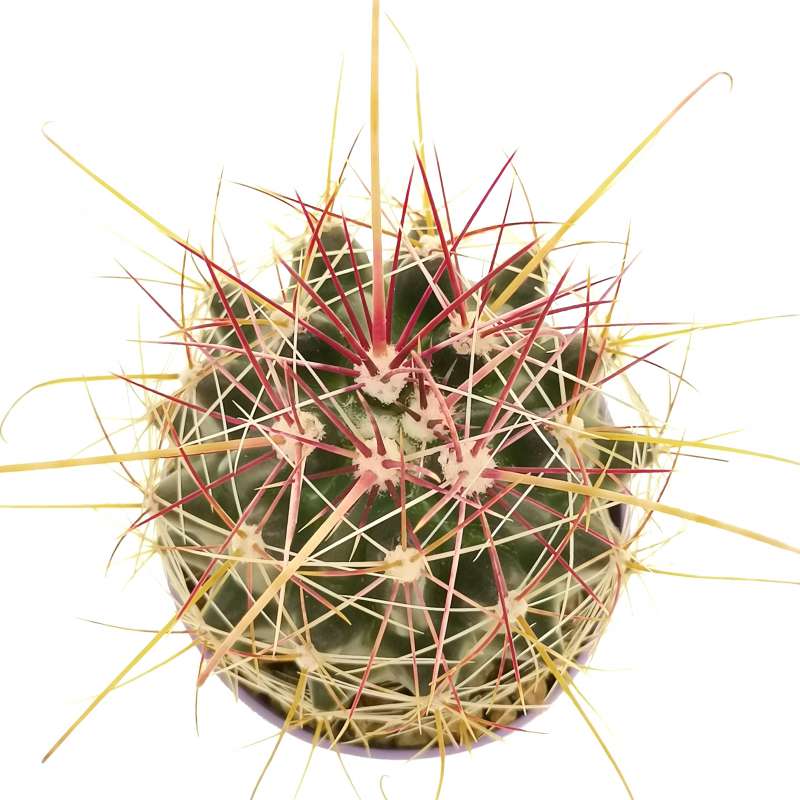 Ferocactus hamatacanthus var. sinuatus 6,5 cm. | Cactaceae - Giromagi ...