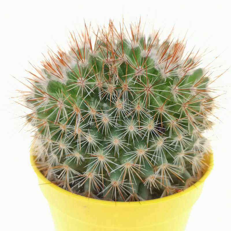 Mammillaria spinosissima f. rubrispina dicotomica 6,5 cm. | Cactaceae ...