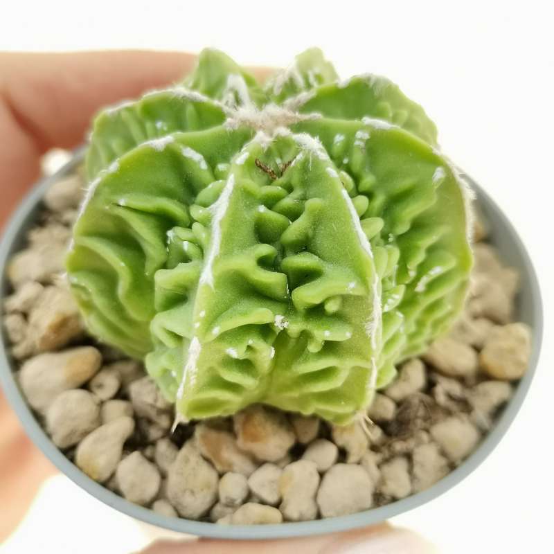 Astrophytum ornatum cv. Fukuryu hania