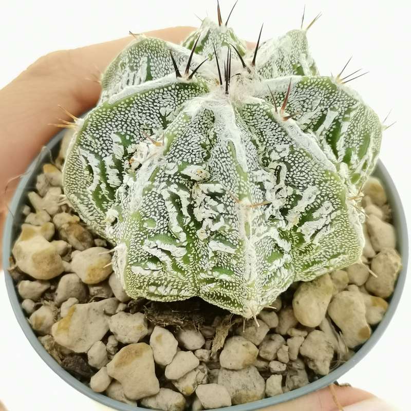 Astrophytum ornatum cv. Fukuryu Hania