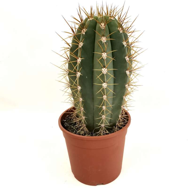 Trichocereus pasacana 17 cm. | Cactaceae - Giromagi vendita piante grasse