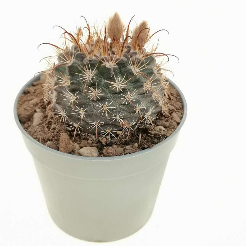 Parodia microsperma var. erythrantha 6,5 cm. | Cactaceae - Giromagi ...