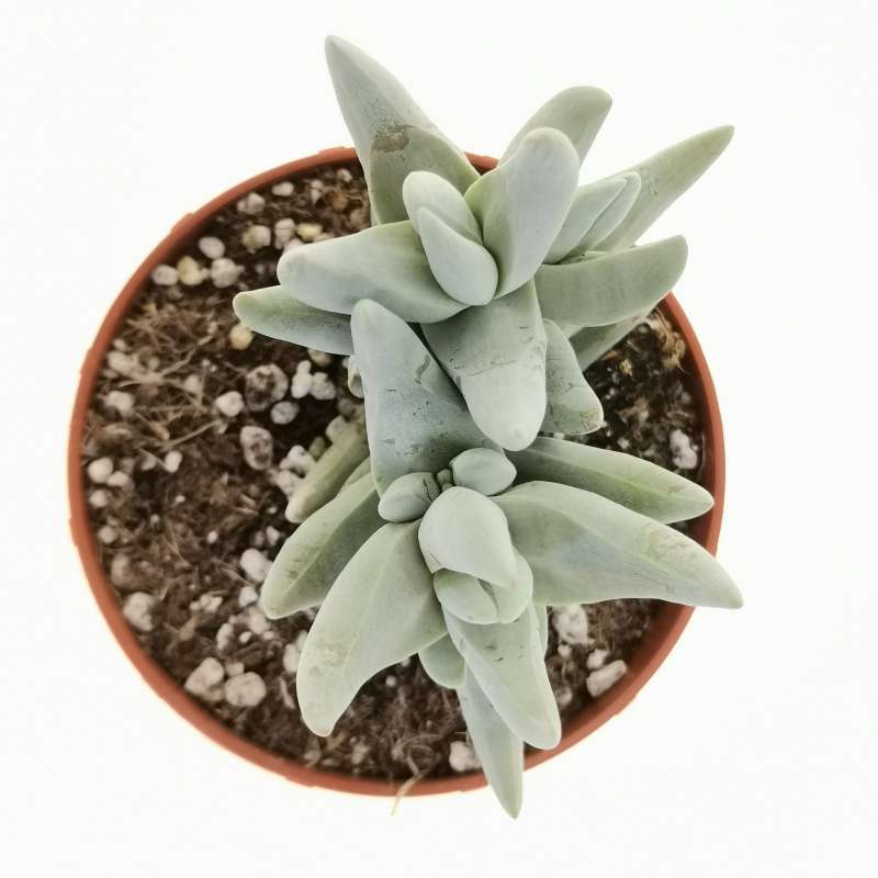 Crassula cornuta 8,5 cm. | Crassulaceae - Giromagi vendita piante grasse