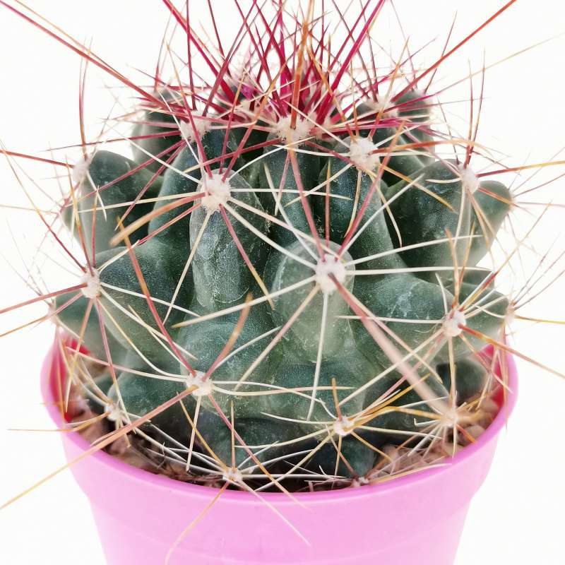 Ferocactus hamatacanthus 6,5 cm. | Cactaceae - Giromagi vendita piante ...