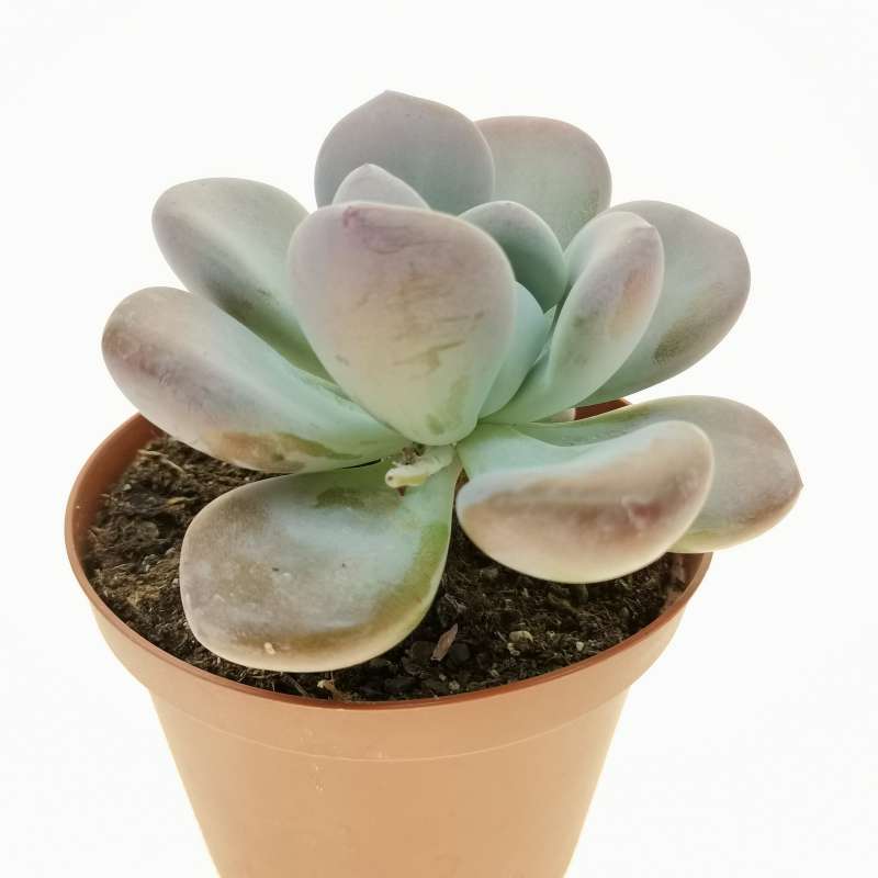 Graptoveria cv. Laon 10,5 cm. | Crassulaceae - Giromagi vendita piante ...