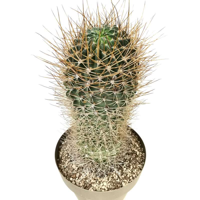 Lobivia ferox 25 cm. | Cactaceae - Giromagi vendita piante grasse