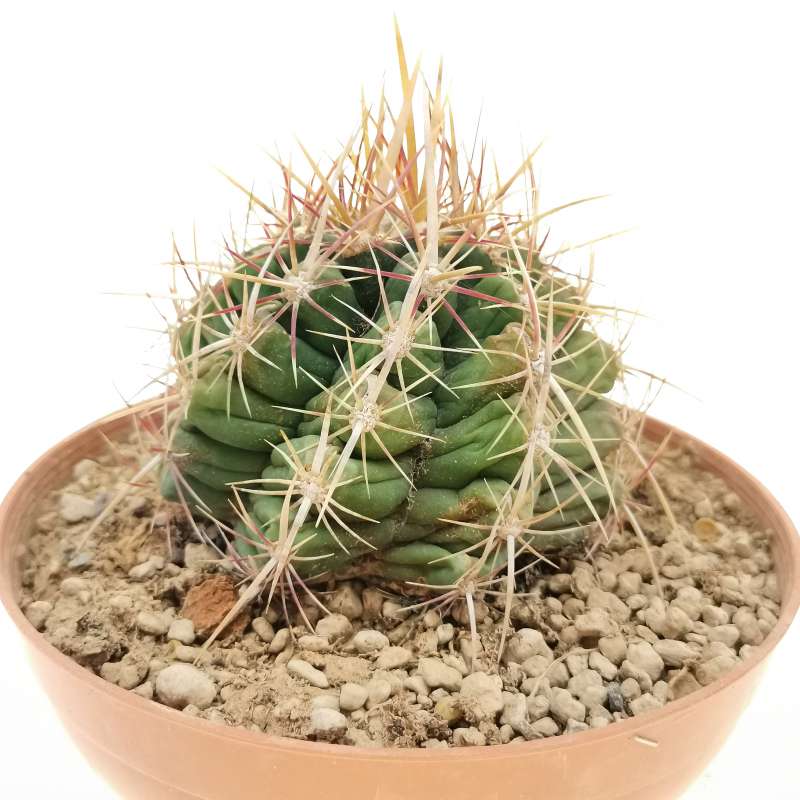 Thelocactus bicolor var. Pottsii 15 cm. | Cactaceae - Giromagi vendita ...