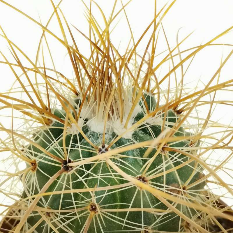 Parodia maxima 10 cm. | Cactaceae - Giromagi vendita piante grasse