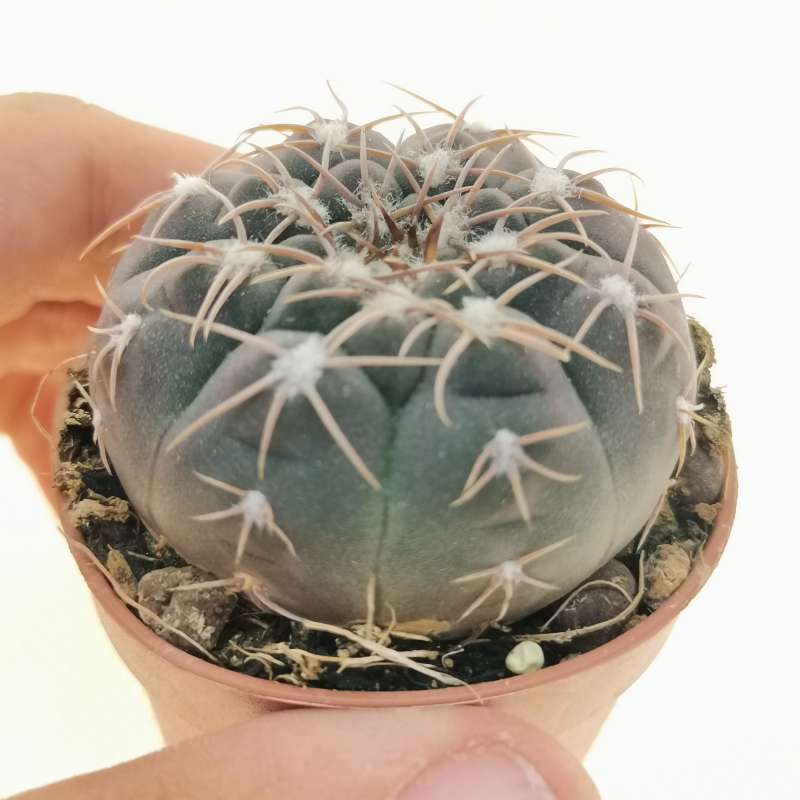 Gymnocalycium mucidum 5 cm. | Cactaceae - Giromagi vendita piante grasse