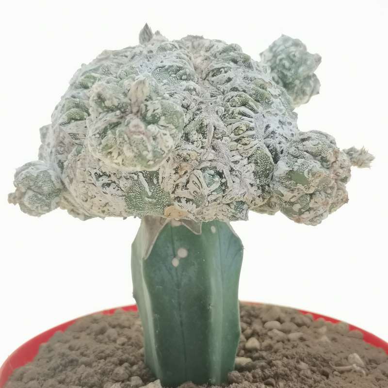 Astrophytum myriostigma cv. Fukuryu Hakuun f. prolifera