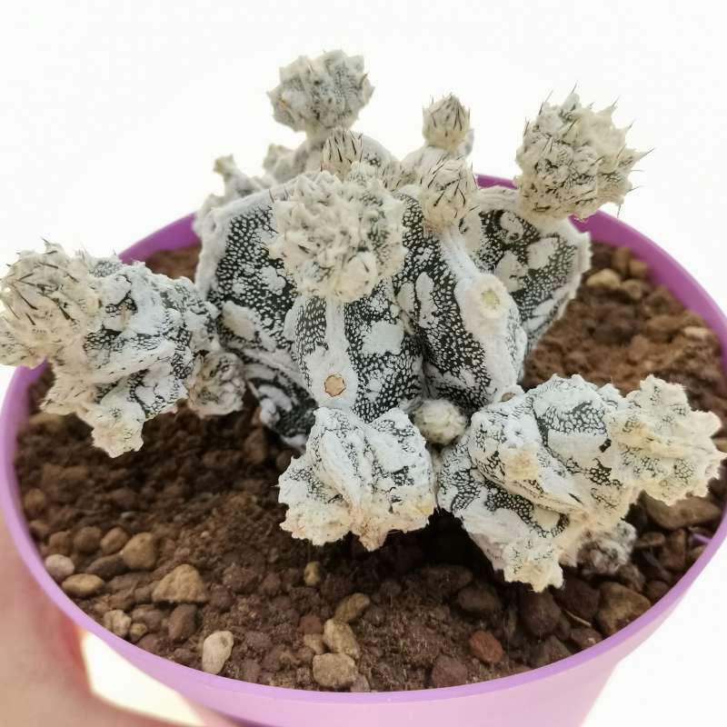 Astrophytum myriostigma cv. Fukuryu hakuun - Haku-jo