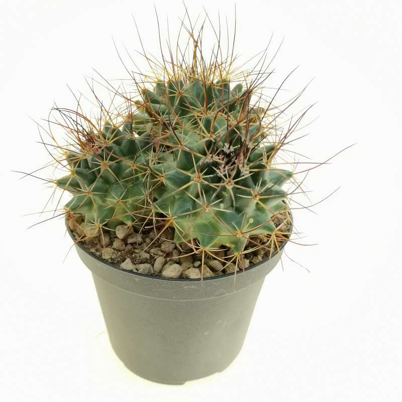 Mammillaria melanocentra subs. linaresensis 10 cm. | Cactaceae ...