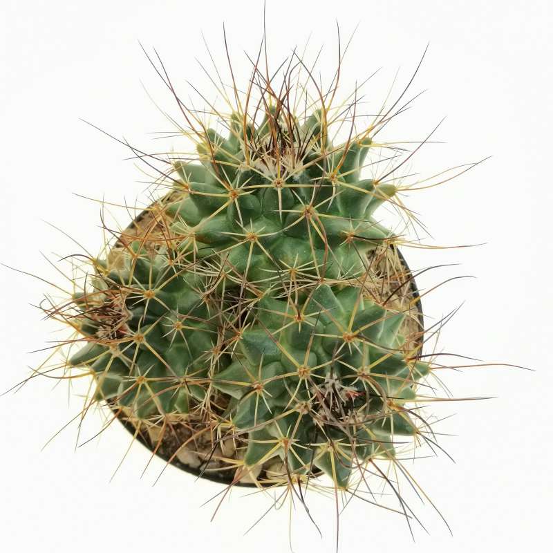 Mammillaria melanocentra subs. linaresensis 10 cm. | Cactaceae ...