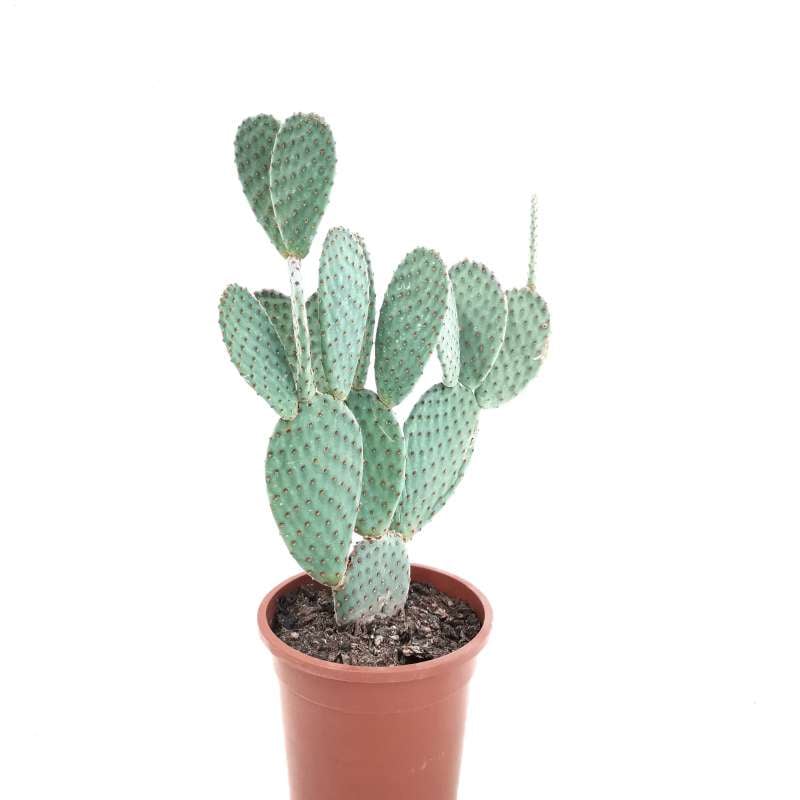 Opuntia microdasys subs. rufida indigo 17 cm. | Cactaceae - Giromagi ...