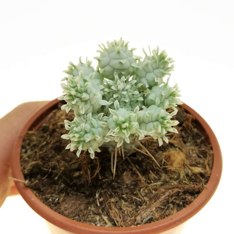 Euphorbia mammillaris f. variegata white prolifera