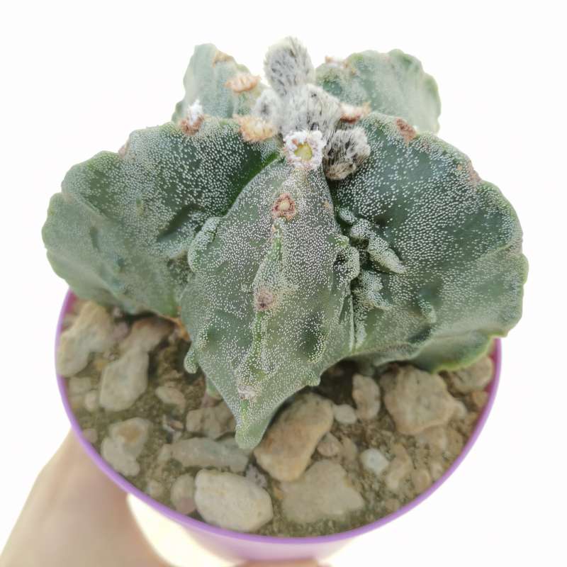 Astrophytum Myriostigma Cv. Fukuryu (type B) 14 Cm. | Cactaceae ...