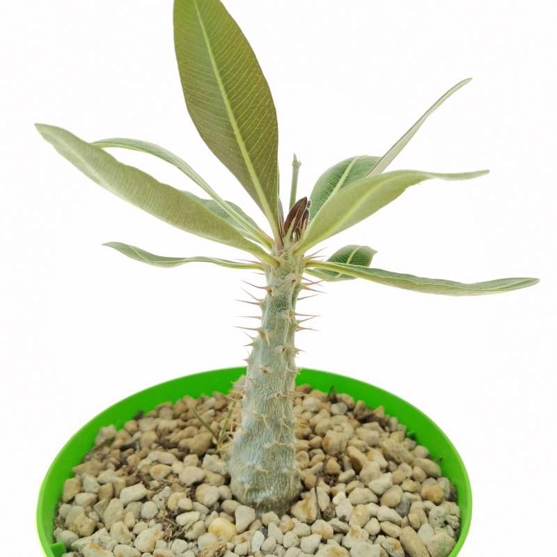 Pachypodium rosulatum subs. cactipes 14 cm. | Apocynaceae - Giromagi ...