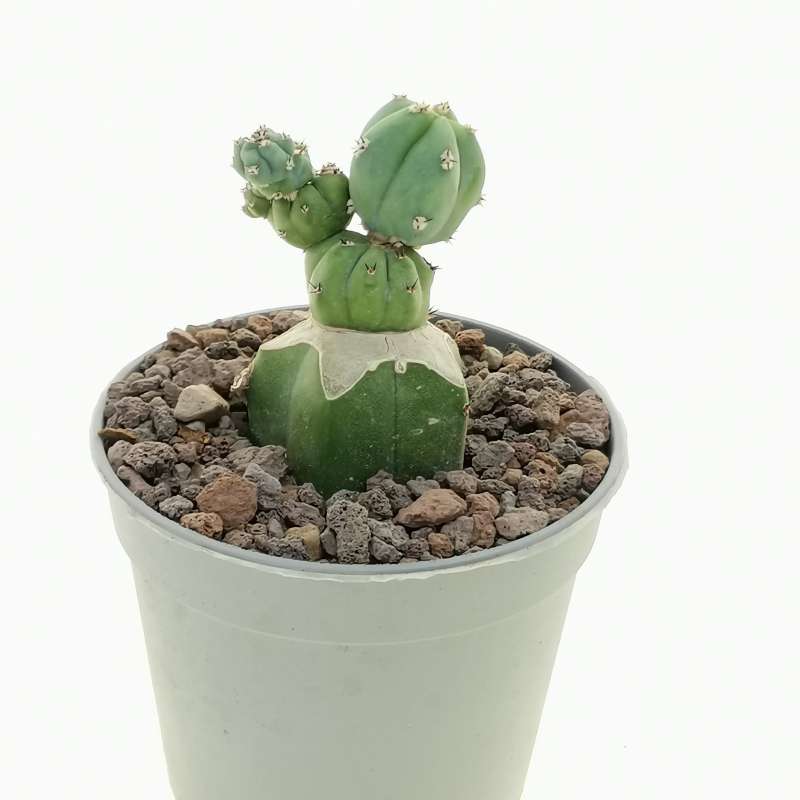 Myrtillocactus geometrizans f. mostruosa Stacker 6,5 cm. | Cactaceae ...