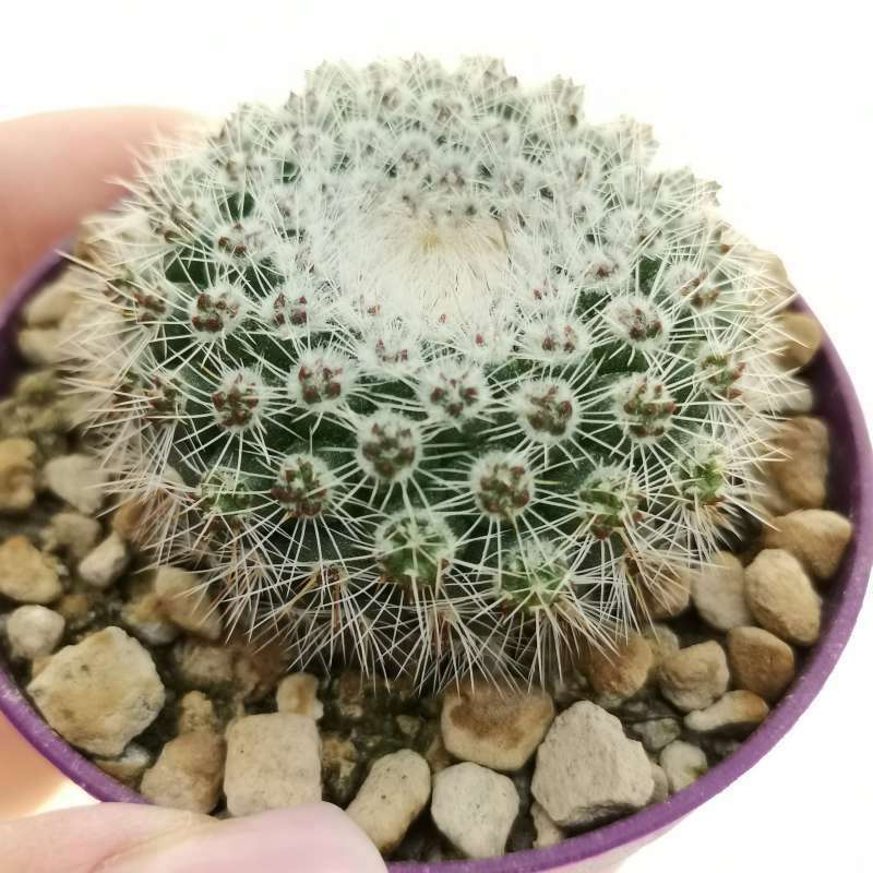 Parodia microsperma subs. sanguiniflora f. brevispina 6,5 cm ...