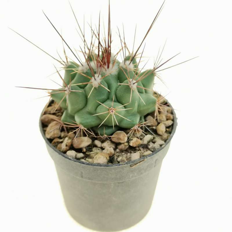 Thelocactus rinconensis var. freudenbergeri 6,5 cm. | Cactaceae ...